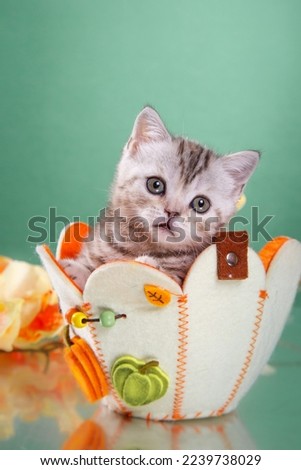 british kitten on green background in a basket. cat portrait in photo studio