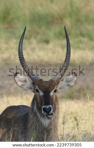 A waterbuck that is eating and wants to be photographed with his beatiful horns