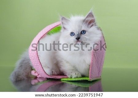ragdoll kitten on a green background in a basket. Cat portrait in photo studio