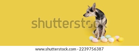 easter dog banner, funny pet in easter eggs, veterinary clinics for animals, easter card