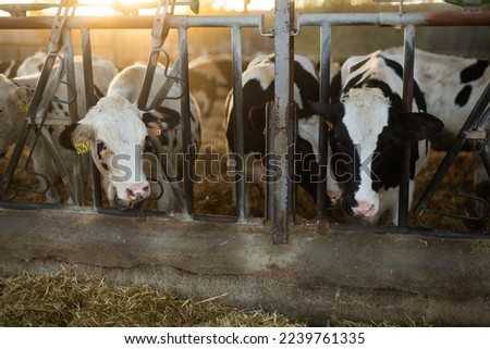 Black and white cows eating hay peeking through stall fence on livestock farm