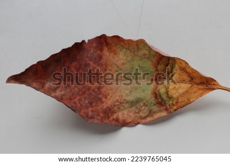 Fallen, withered brown-green avocado leaves