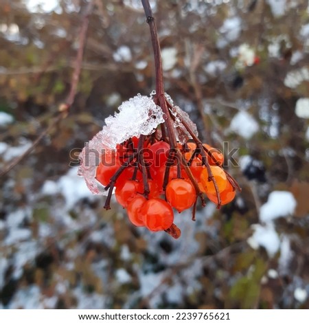 Snow covered frozen shrivelled guelder rose red berries ( latin name Viburnum opulus)  species of flowering plant in the family Adoxaceae during winter. Winter nature background. Winter frozen berries