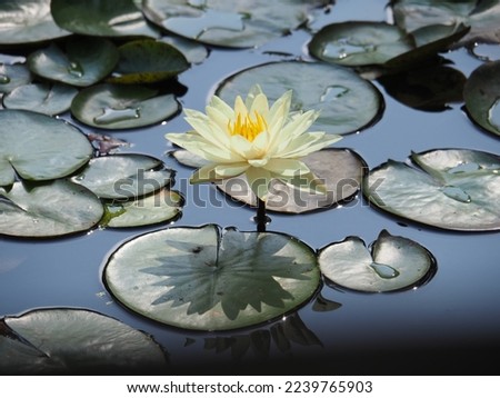 White and yellow water lily reflects off the lily pad below