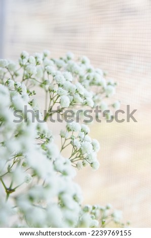Baby breath flowers against a windowsill. Royalty-Free Stock Photo #2239769155