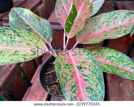 close up aglaonema pink, indoor plant for home decor