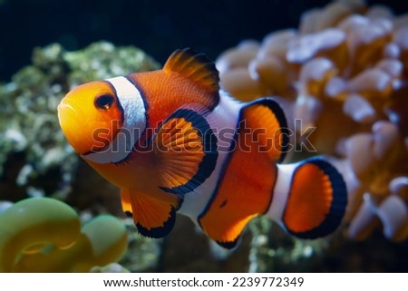 famous ocellaris clownfish, healthy and active animal in soft corals, nano reef marine aquarium, expensive hobby for experienced aquarist, LED actinic blue low light, beautiful blurred background