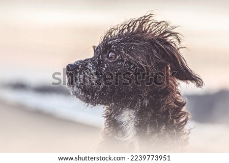 Portrait of a cute brown bossipoo dog in front of a snowy landscape during sundown in winter outdoors