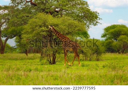 wild giraffe on the loose in its natural environment in the Ngorongoro African Reserve