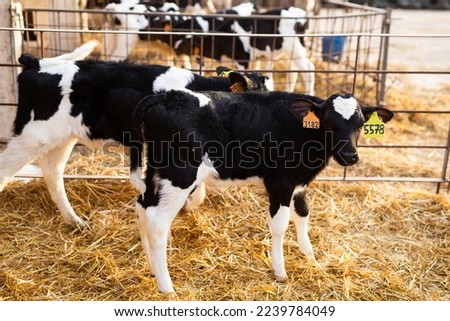 Little calves with yellow and orange ear tags standing in plastic calf hutch in livestock barn on farm in countryside, daytime Royalty-Free Stock Photo #2239784049