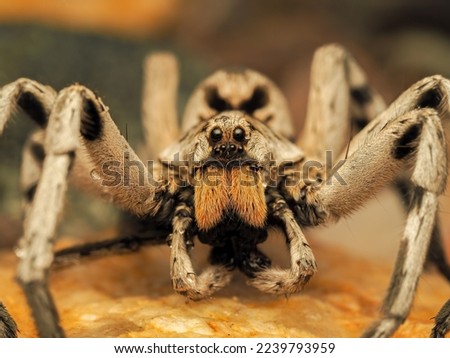Close up picture of a wolf spider