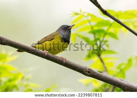 A horizontal portrait of a Mourning Warbler - Geothlypis philadelphia - on a branch with green background foliage, Ontario, Canada Royalty-Free Stock Photo #2239807811