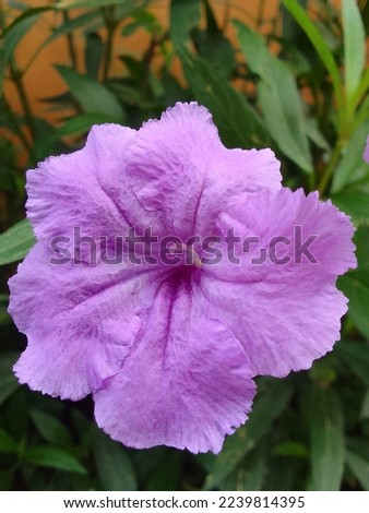 beautiful purple flower.freestyle photography.photo from above.