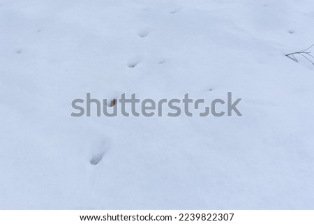Snow tracks animals. Abstract natural winter background. Top view of the trail from the tracks of wild animals. The concept of cold, hunting, observing and exploring nature. Fallen leaves in the snow