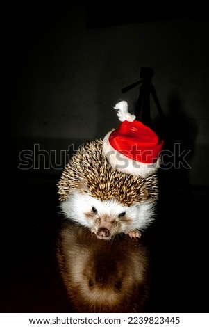 mini hedgehog wearing a Christmas hat