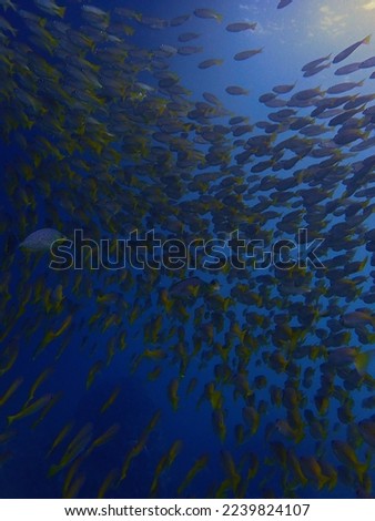 Underwater photo of school of fish. From a scuba dive.