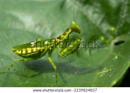 Indian flower mantis at green nature 