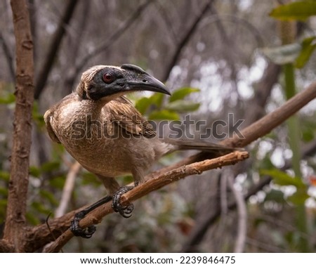 Helmeted Friarbird in the wild on Magnetic Island 