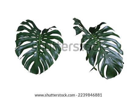 Monstera or Swiss Cheese Plant leaf. Collection of beautiful green leaf of monsterra tree isolated on white background.