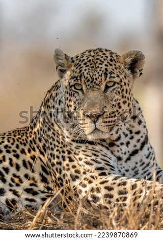 massive grumpy male leopard resting in the shade in Djuma Private Game Reserve in South Africa Royalty-Free Stock Photo #2239870869