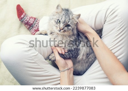 Cute grey cat sleeping on owners's legs one winter day. Girl relaxing with her pet on a blanket. Royalty-Free Stock Photo #2239877083