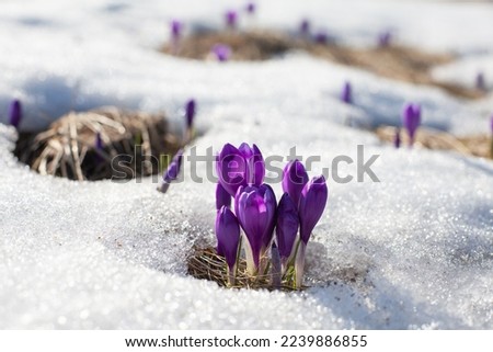 the beginning of flowering of crocuses on a mountain meadow Royalty-Free Stock Photo #2239886855