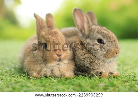 Healthy lovely baby bunny easter brown rabbit on green garden nature background. Cute fluffy rabbit, animal symbol of easter day festival. Happy new year 2023 rabbit zodiac Chinese year. Royalty-Free Stock Photo #2239903259