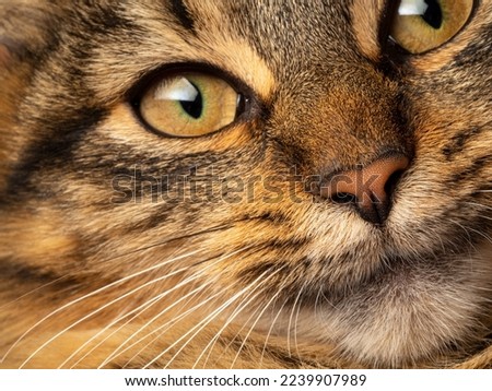 detail of cat nose - macro photography