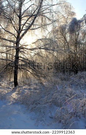 winter frozen forest bright sun shines through the branches of trees