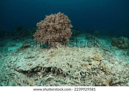 Destructive Fishing Impact to coral 
 reef. 2022. 