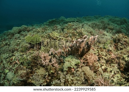 Destructive Fishing Impact to coral 
 reef. 2022. 