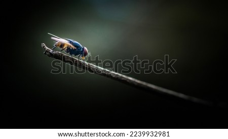 Close up a Fly perched on a tree branch, dry wood with isolated background, Common housefly, Colorful insect, Selective focus. Royalty-Free Stock Photo #2239932981