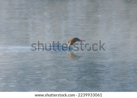 A female merganser duck in the winter on a river