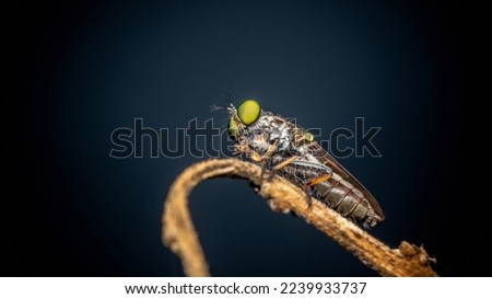Close up a robber fly on branch and dark background, Nature background, Big eye insect, Thailand.