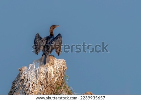  beautiful pictures of cormorants Cormorants and shags are medium-to-large birds