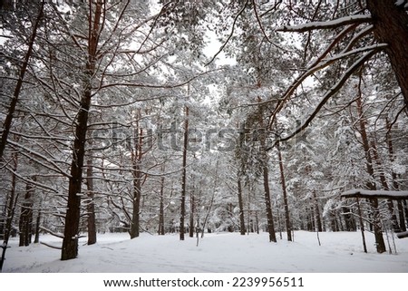 A snowfall in a forest, winter mood, beautiful snowy winter forest. selective focus. High quality photo