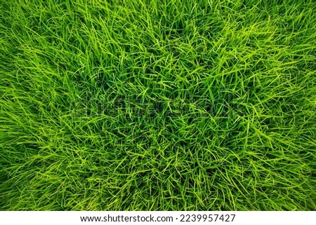 Green Rice seedlings plant texture background wallpaper