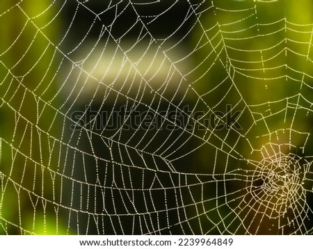 Macro web with dew drops on the threads.