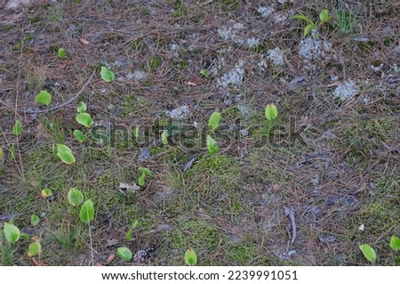 Small green leaves in sand