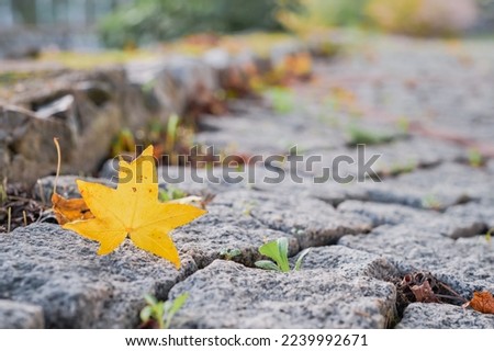 Yellow autumn maple leaf on wet paving stone background with copy space. Autumn season concept. Selective focus on leaf
