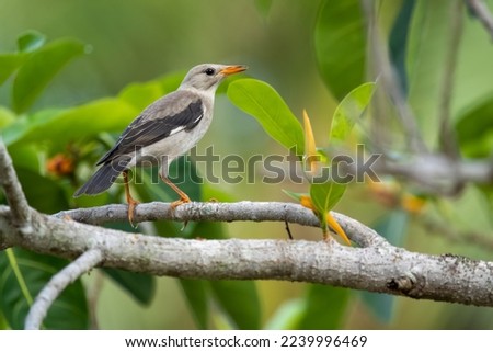 Close-up of red-billed starling (Spodiopsar sericeus) sitting on a branch branch during summertime on a sunny day