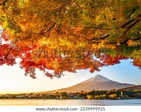 kawaguchiko in autumn in yamanashi prefecture has a wonderful contrast between autumn leaves and mt. fuji
 Royalty-Free Stock Photo #2239999925