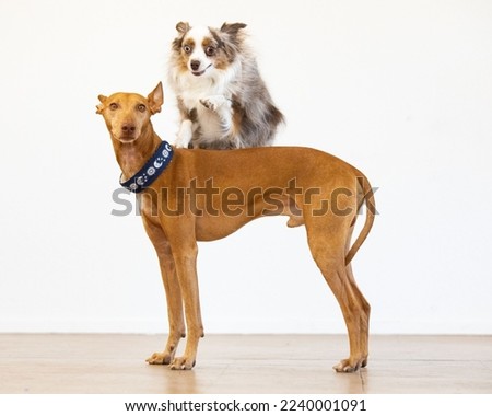 German Pinscher dog and chihuahua