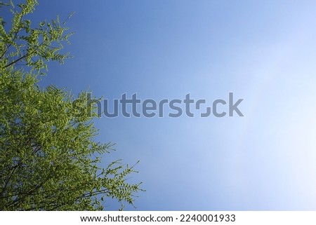 Photo of a sky taken on a sunny day and tree branches entering the frame