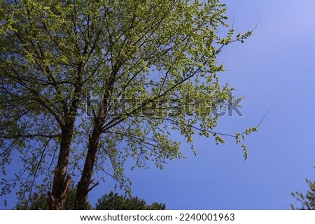 Photo of a sky taken on a sunny day and tree branches entering the frame