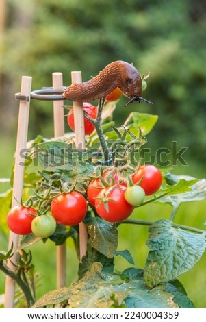 Red slug eats tomato on tomato plant in flower pot - slug Royalty-Free Stock Photo #2240004359