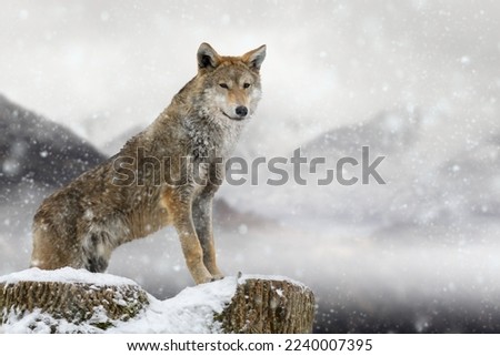 Timber wolf stands on a felled tree against the background of mountains in winter