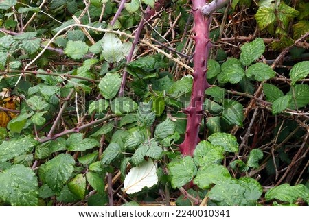 Wild brambles: A leafy background with thick, sharp thorny branches and green leaves. Royalty-Free Stock Photo #2240010341