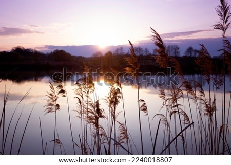 beautiful landscape. lake and reeds in the foreground at sunset
