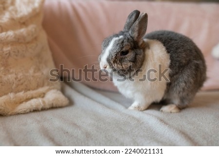 Portrait of an elderly and blind rabbit inside the house